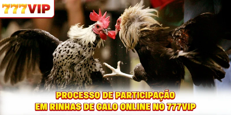 Processo de participação em rinhas de galo online no 777VIP